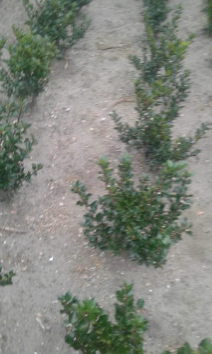 Ilex meserveae blue prince - ,