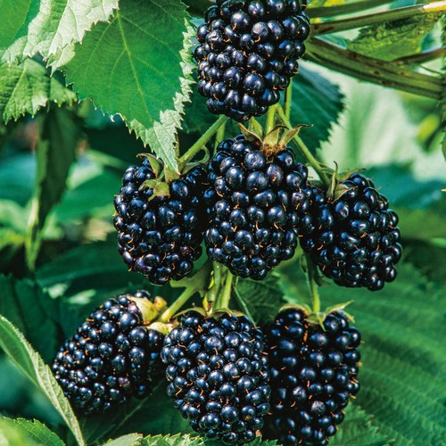 Brombeeren rubus fruticosus - brombeeren,