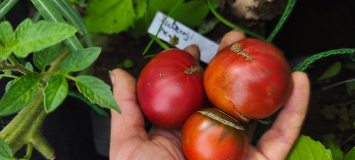 Tomatensamen tschernji - tomatensamen, "tschernji