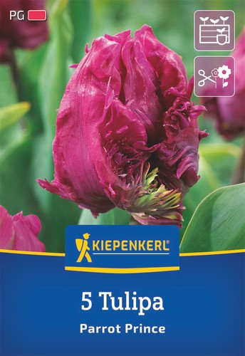 Kiepenkerl papagei tulpe - kiepenkerl, papagei-tulpe