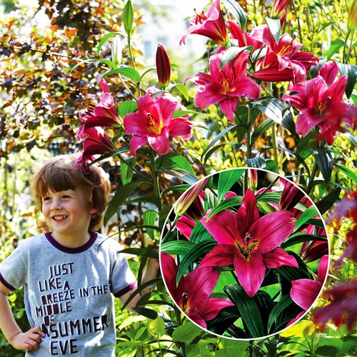 Lilien blumenzwiebeln zwiebeln - lilien,